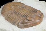 Big, Fat, Asaphus Latus Trilobite - Russia #99263-1